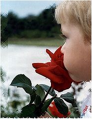 фото "Rose"