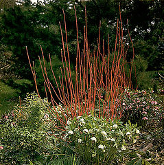 фото "Garden."