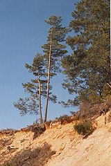 photo "Early spring"