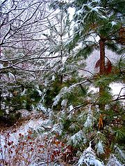 photo "snow fall"