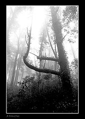 фото "Misty Ambiencies II"