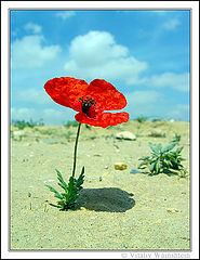 photo "Poppy"