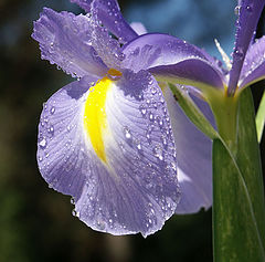 photo "lнrio"