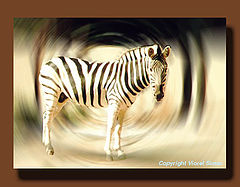 photo "Zebra"