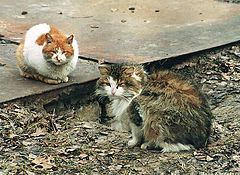 photo "Lovely kitties"
