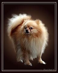 photo "Little Dog"