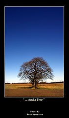 фото "...and a tree"