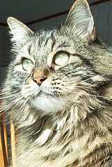 фото "Kitty in the sun"