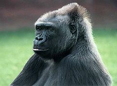 photo "Contemplating"
