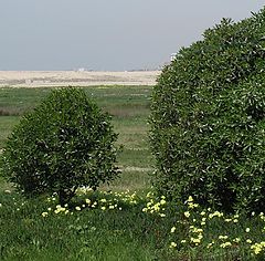 photo "Green view."
