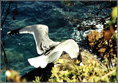 photo "Freedom of Soul"