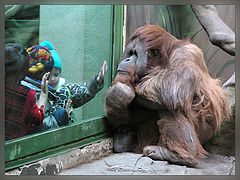 photo "There are children behind the window again..."