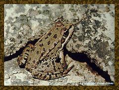 photo "Camouflage"