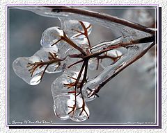 фото "Spring! Where art thou"