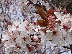 photo "Springflower"