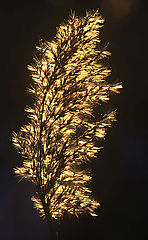 photo "Bulrush in backlight 2"
