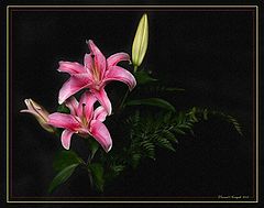 фото "Lillies"
