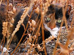photo "cosette stalking"