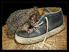photo "I believe that is not my size.."
