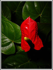 photo "Enigma"