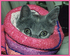 photo "My cat"