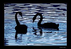 photo "Complicity in Blue"
