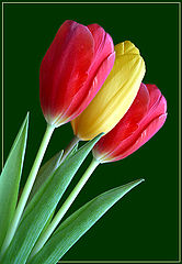 фото "Tulips (study II)"
