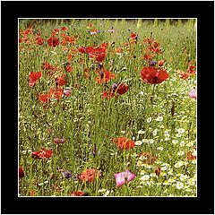album "Gardens"