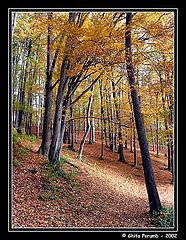 photo "Forest 3"