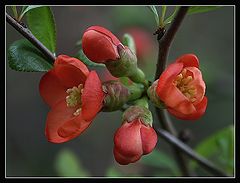 фото "Blooming"