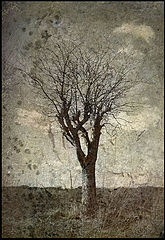 фото "....Hard Times ...."