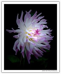 фото "Mystery fire"