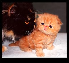 фото "Kitty&Kitten"