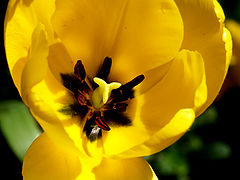 photo "tulip`s heart"