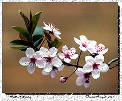фото ""The Birth of Spring""