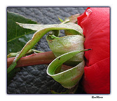 photo "Happy Easter"