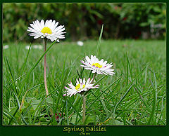 фото "Spring Daisies"