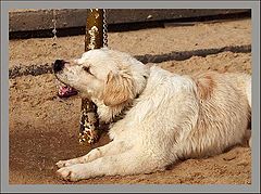 photo "Thirst."