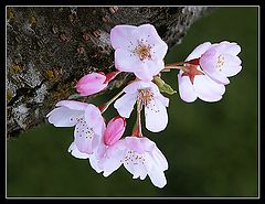 фото "Blooming-2"