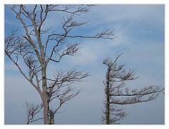 photo "Towards the Spring"