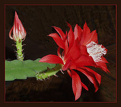 photo "Epiphelium"
