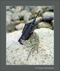 photo "CRABMOBILE"