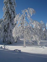 фото "ЗИМА 9"