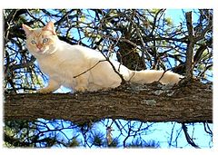 photo "Out on a Limb"