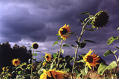 фото "Before storm"