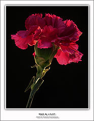 фото "Красное и свет-3"