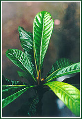 photo "After raining"