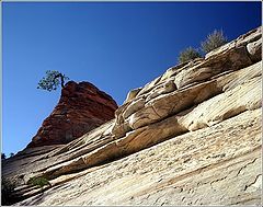 photo "Zion. Tree on the rock."