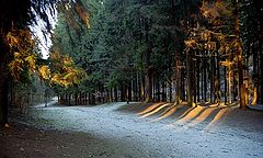photo "forest"