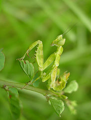 photo "Hello!!"